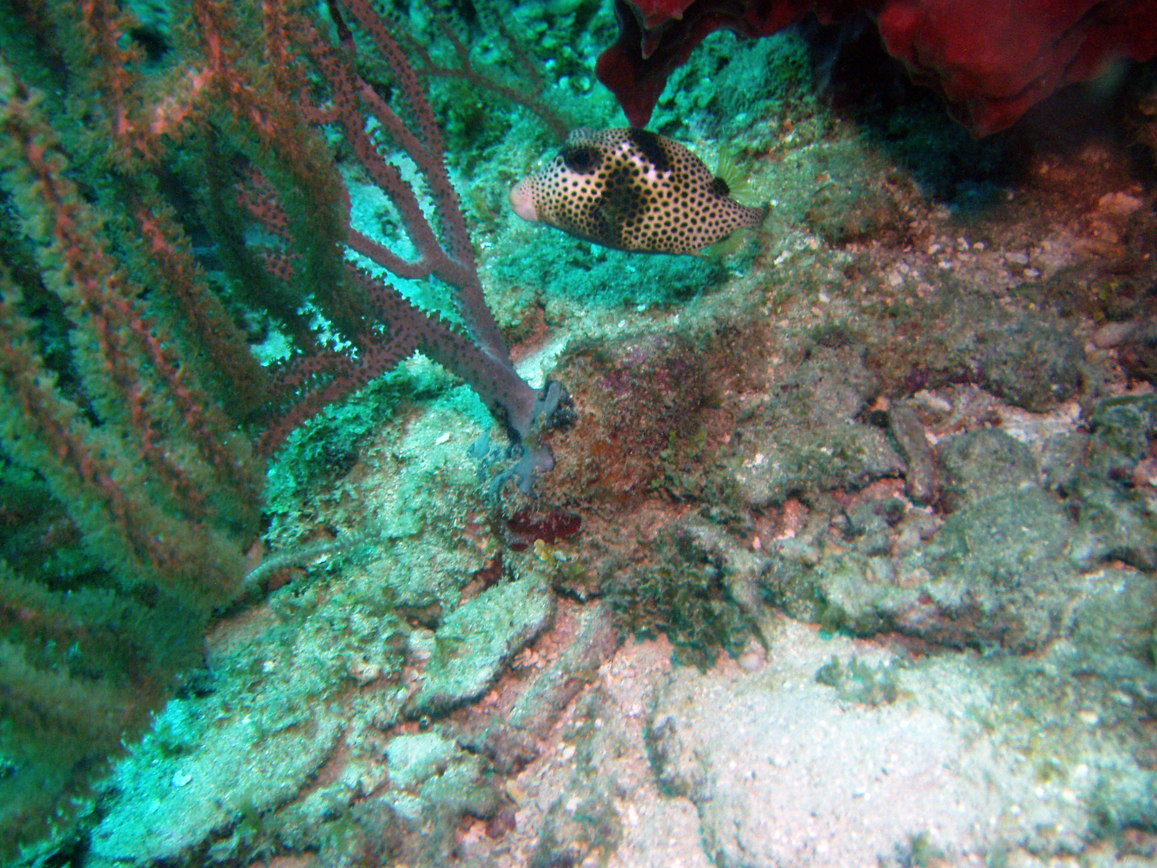 Trunk Fish