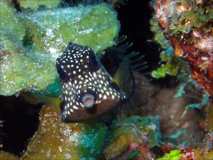 Trunk Fish