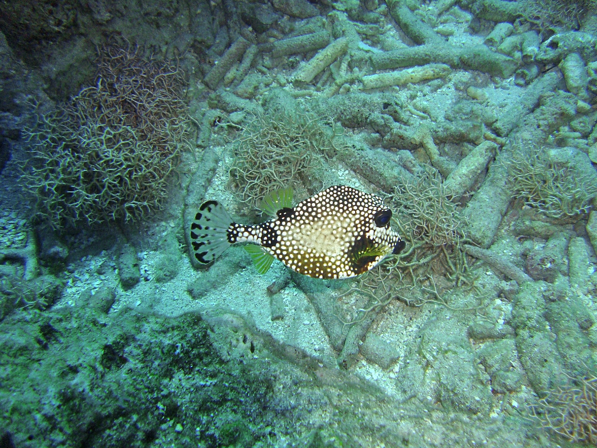 Trunkfish at Curacao reefs