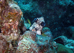 Trunkfish in Curacao
