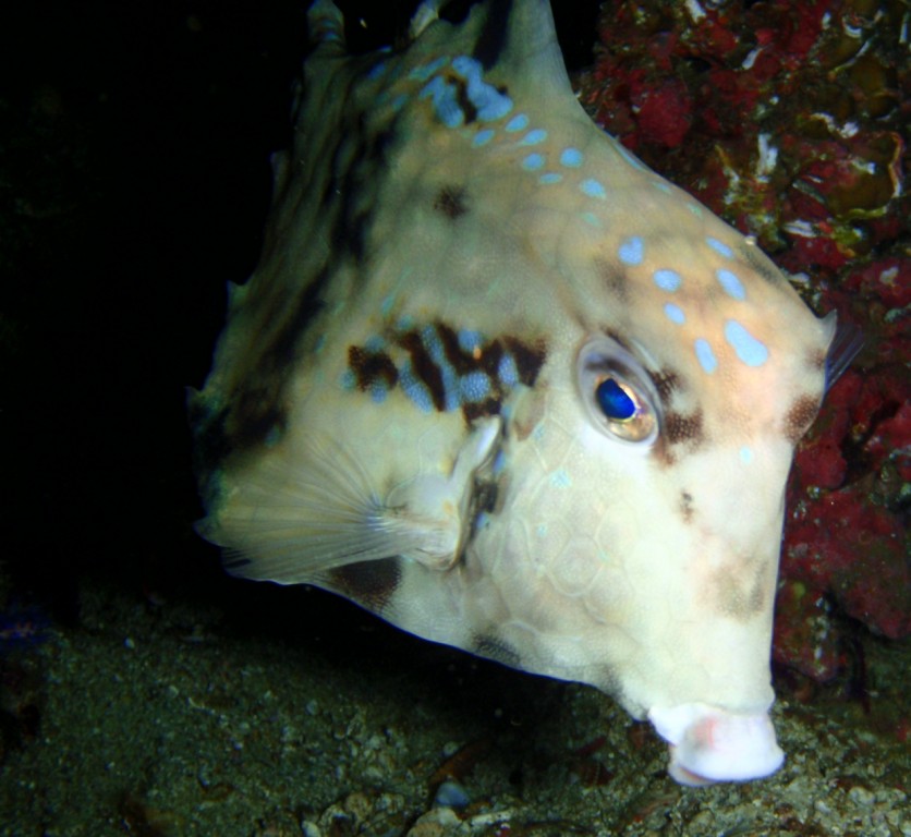 Trunkfish @ Nightdive