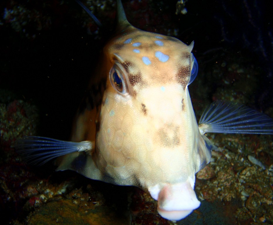 Trunkfish @ Nightdive