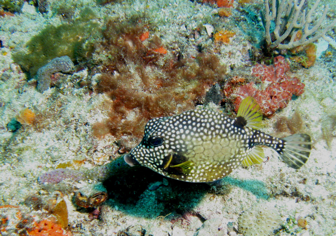 Trunkfish