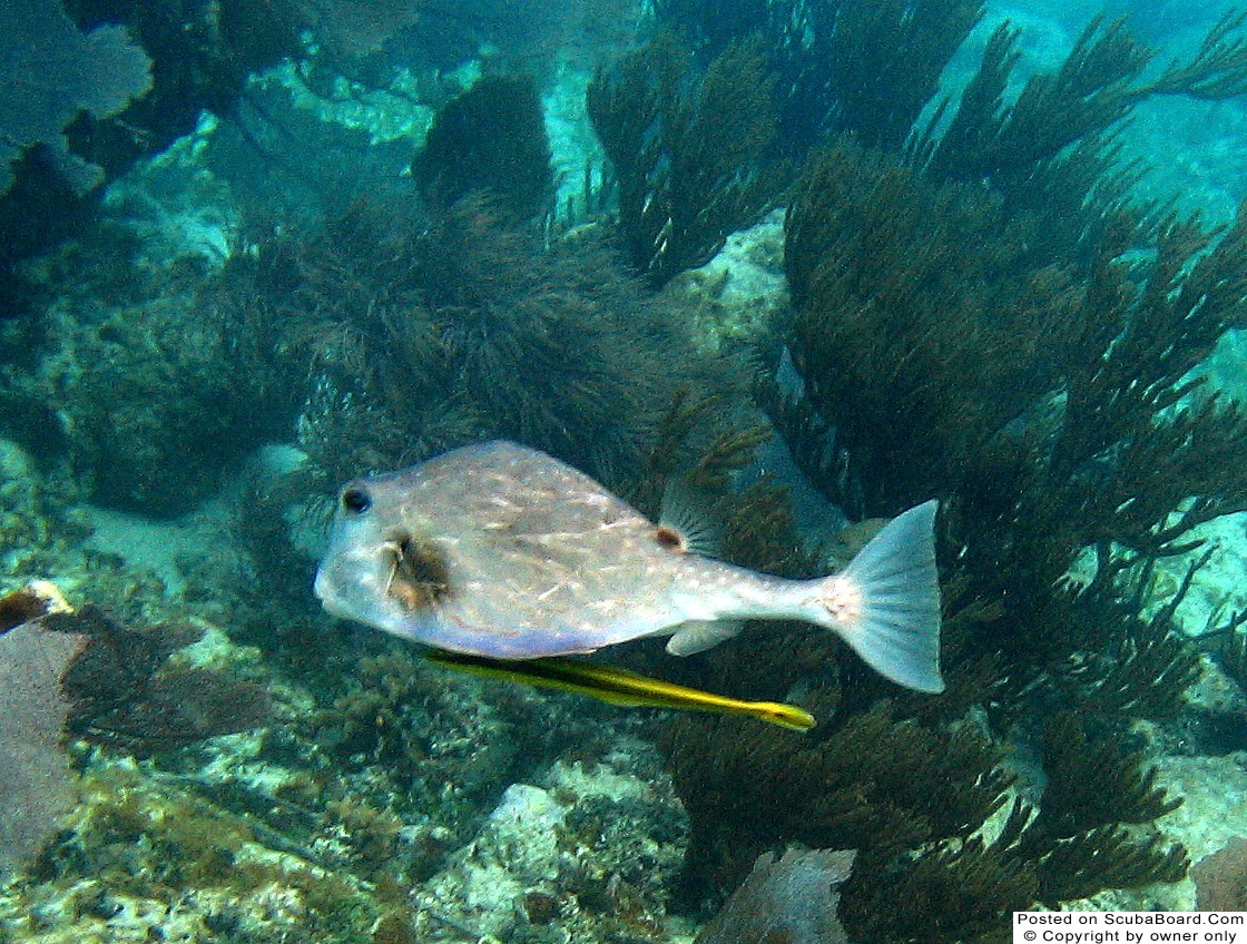 Trunkfish