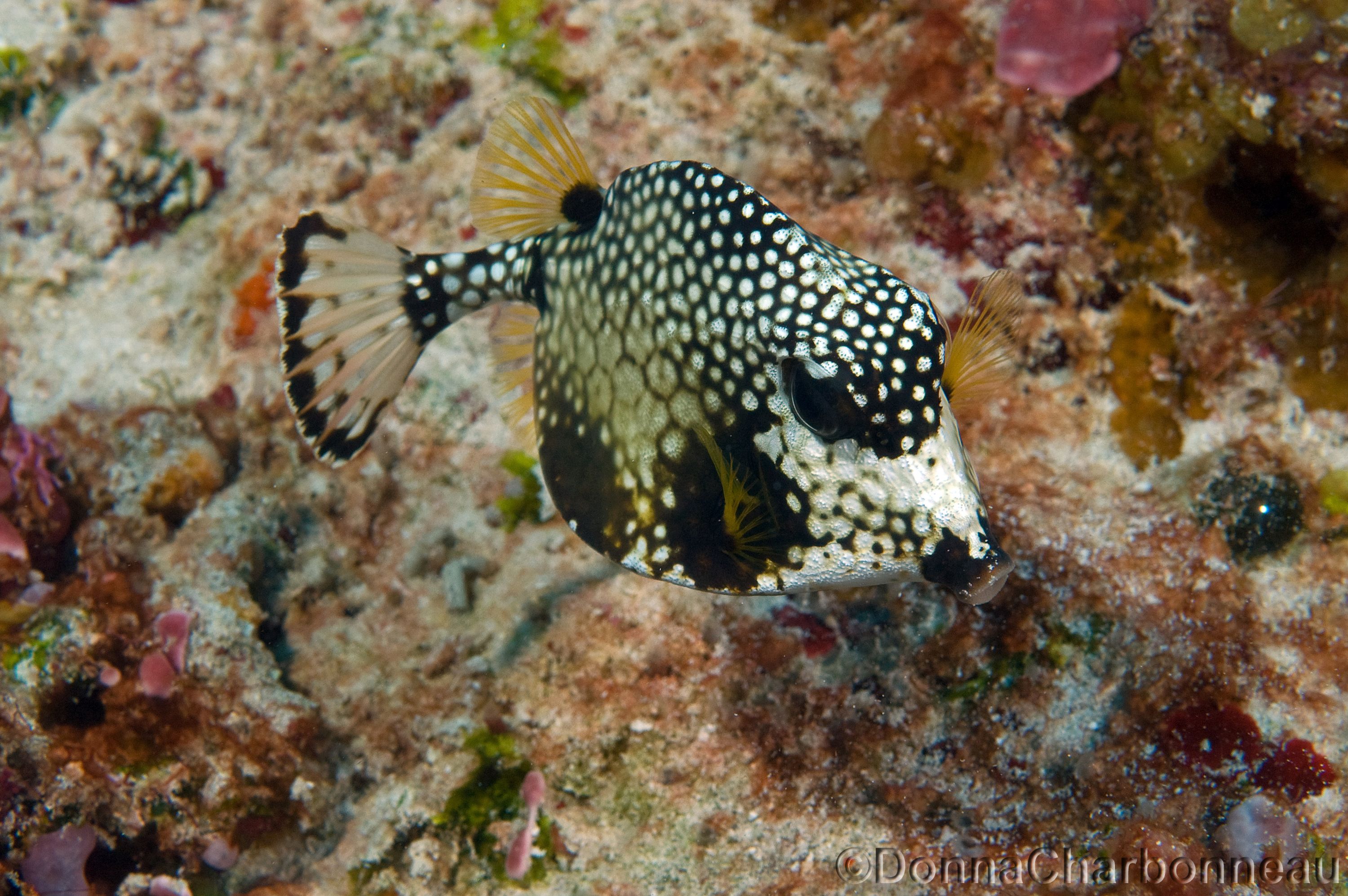 Trunkfish