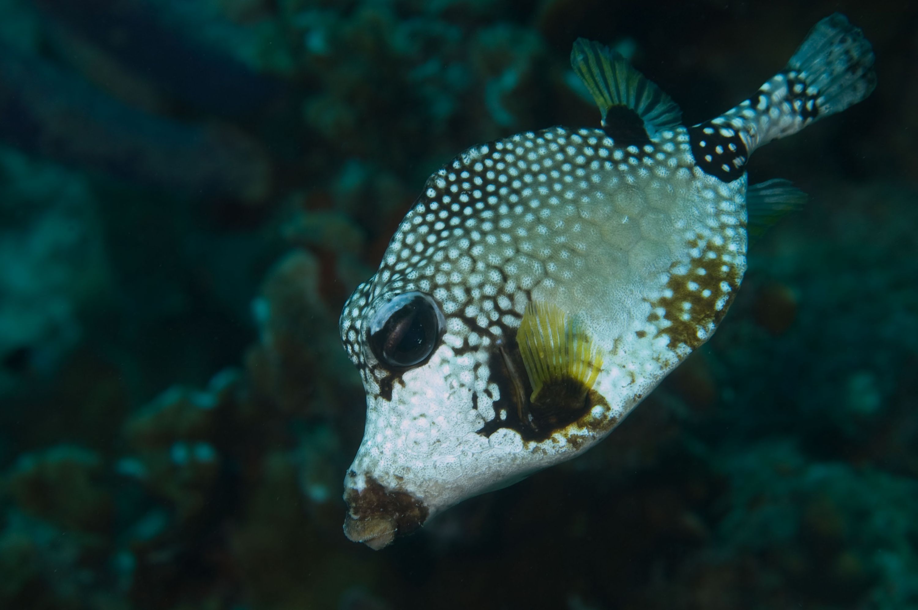 Trunkfish