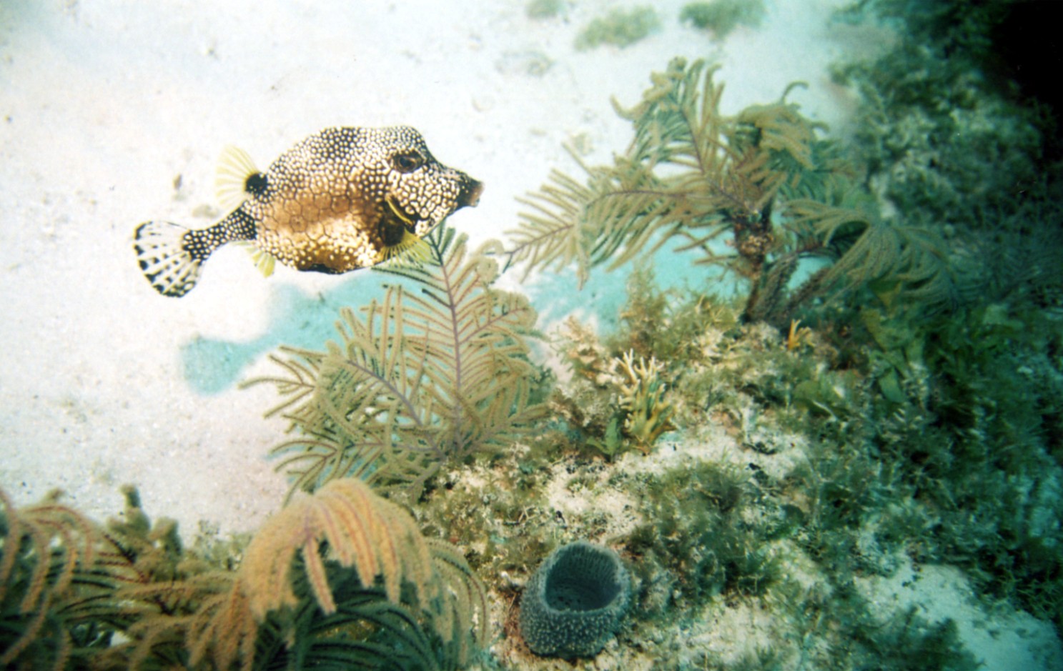 Trunkfish