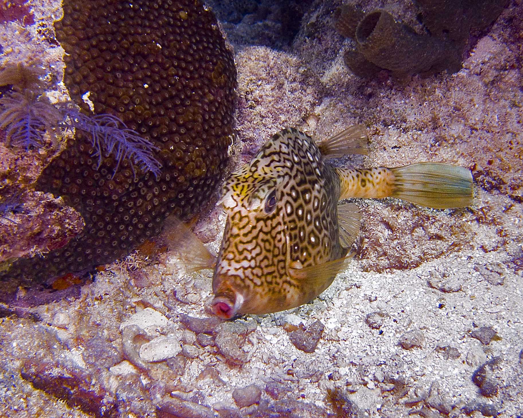 Trunkfish