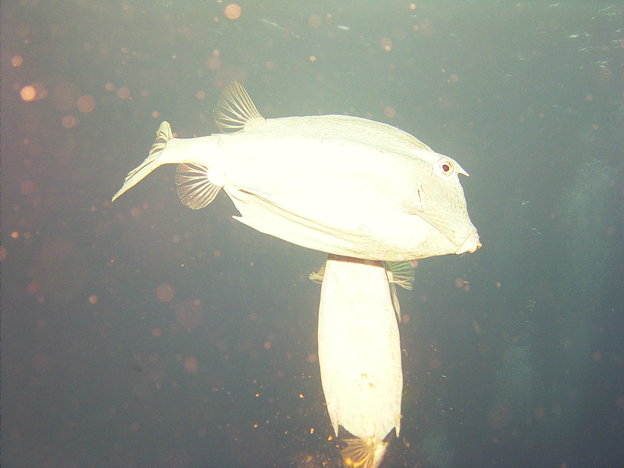 trunkfish