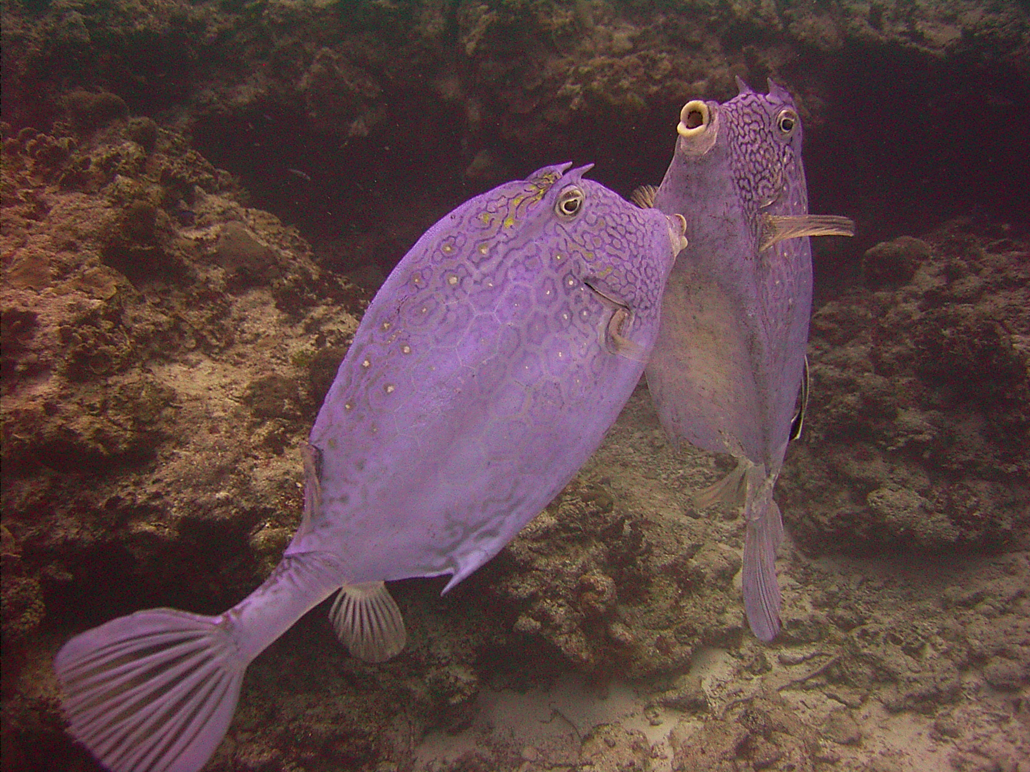 trunkfish