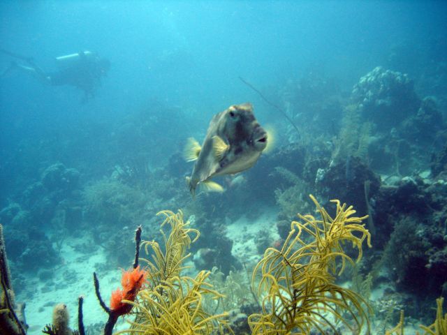 Trunkfish