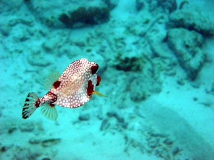 trunkfish