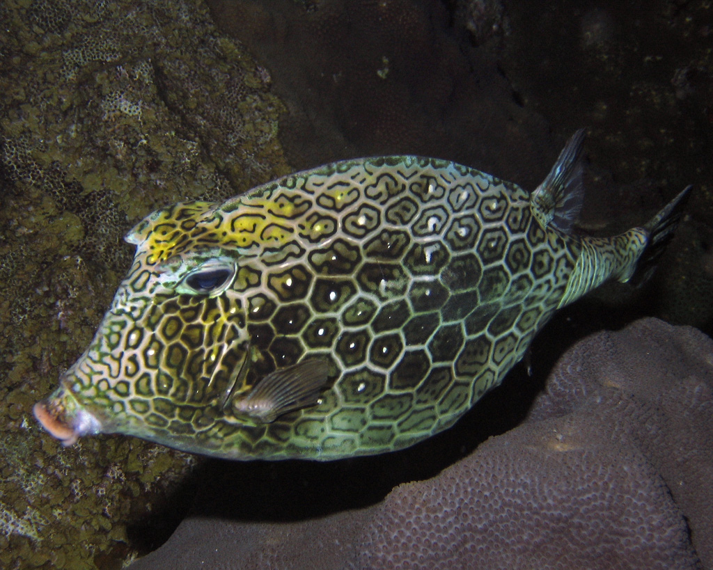 Trunkfish