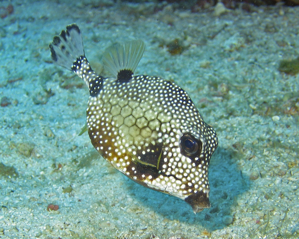 Trunkfish