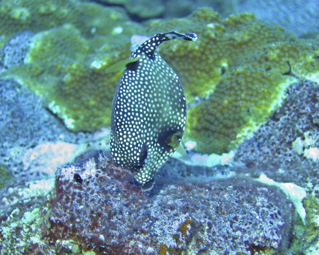 Trunkfish