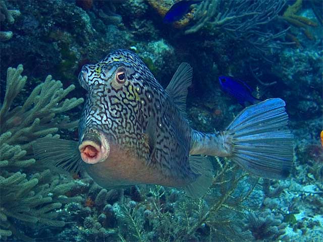 Trunkfish