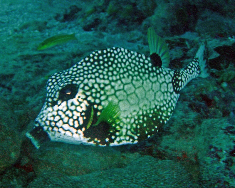 Trunkfish_1