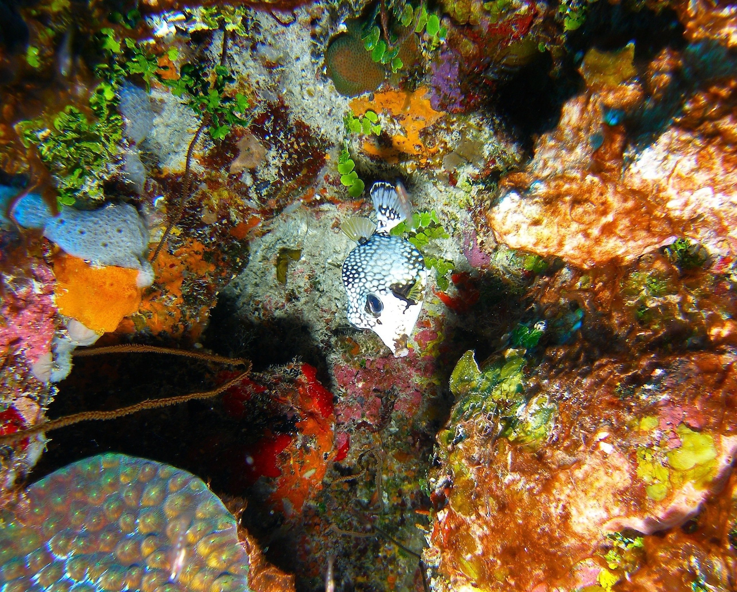 Trunkfish_tugboat