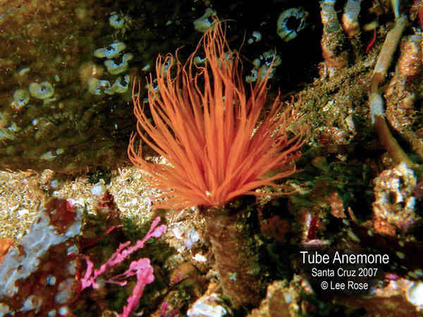 Tub Anemone