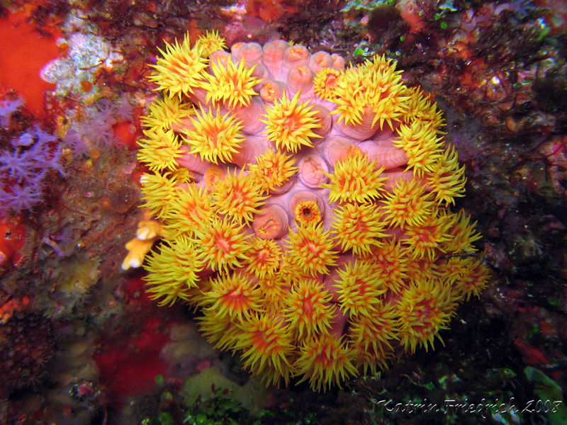 Tubastrea coccinea