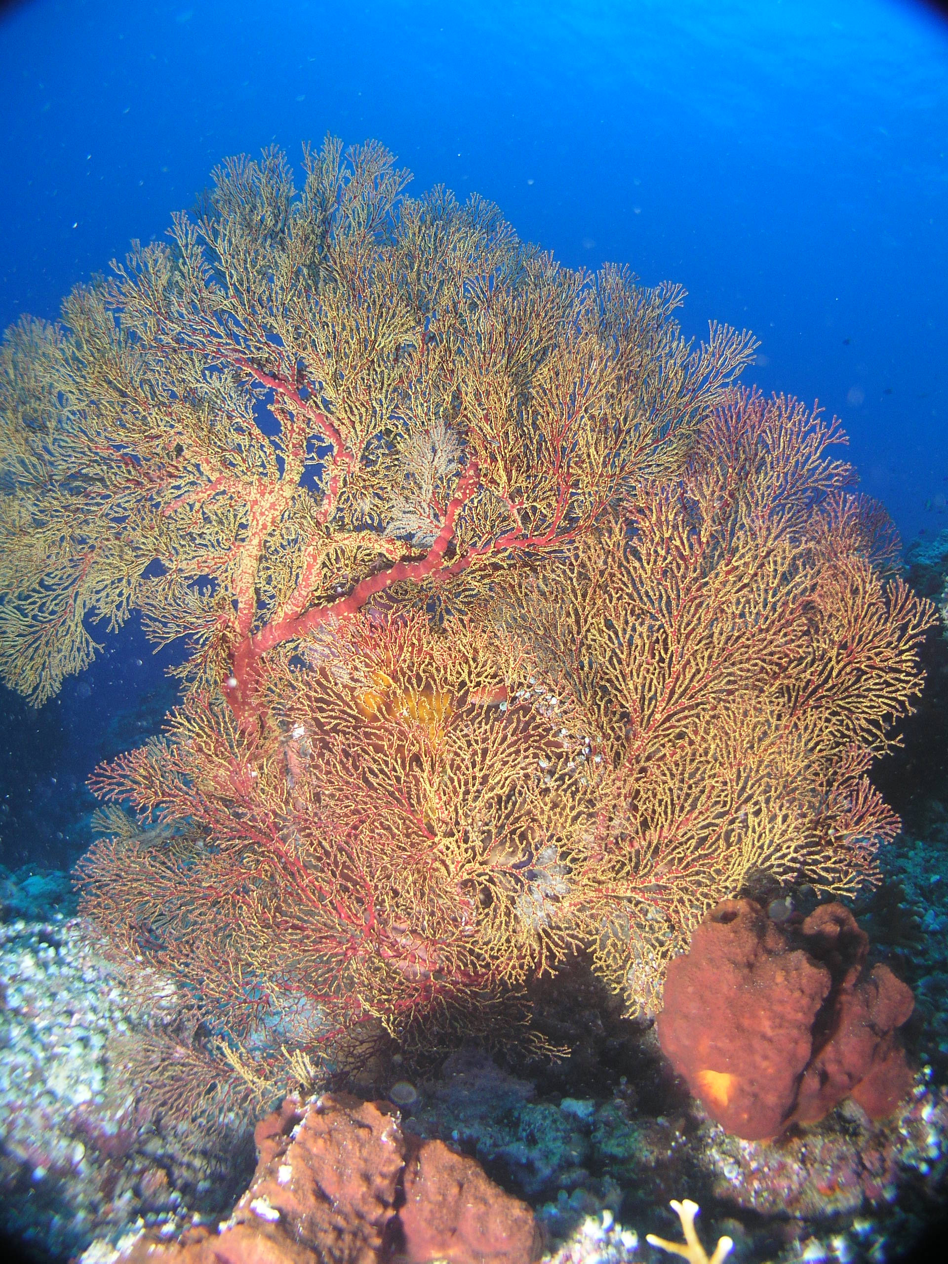 Tubbataha Corals