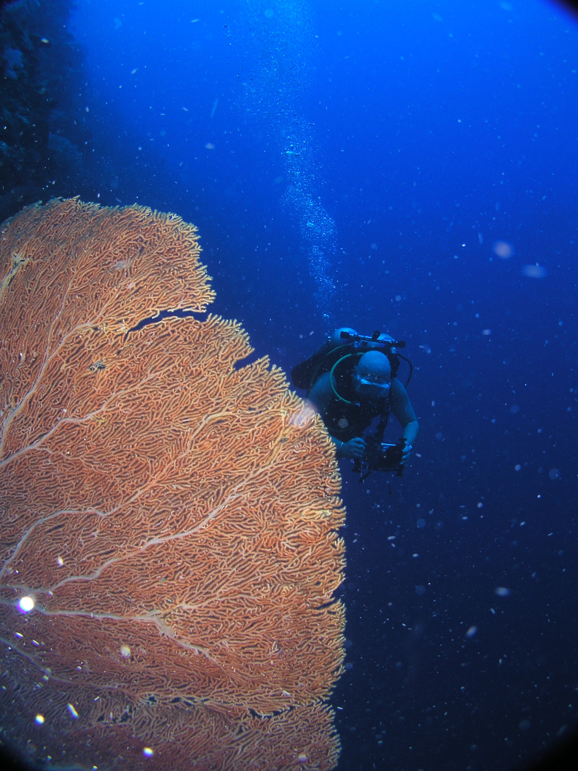 Tubbataha Giant Funs