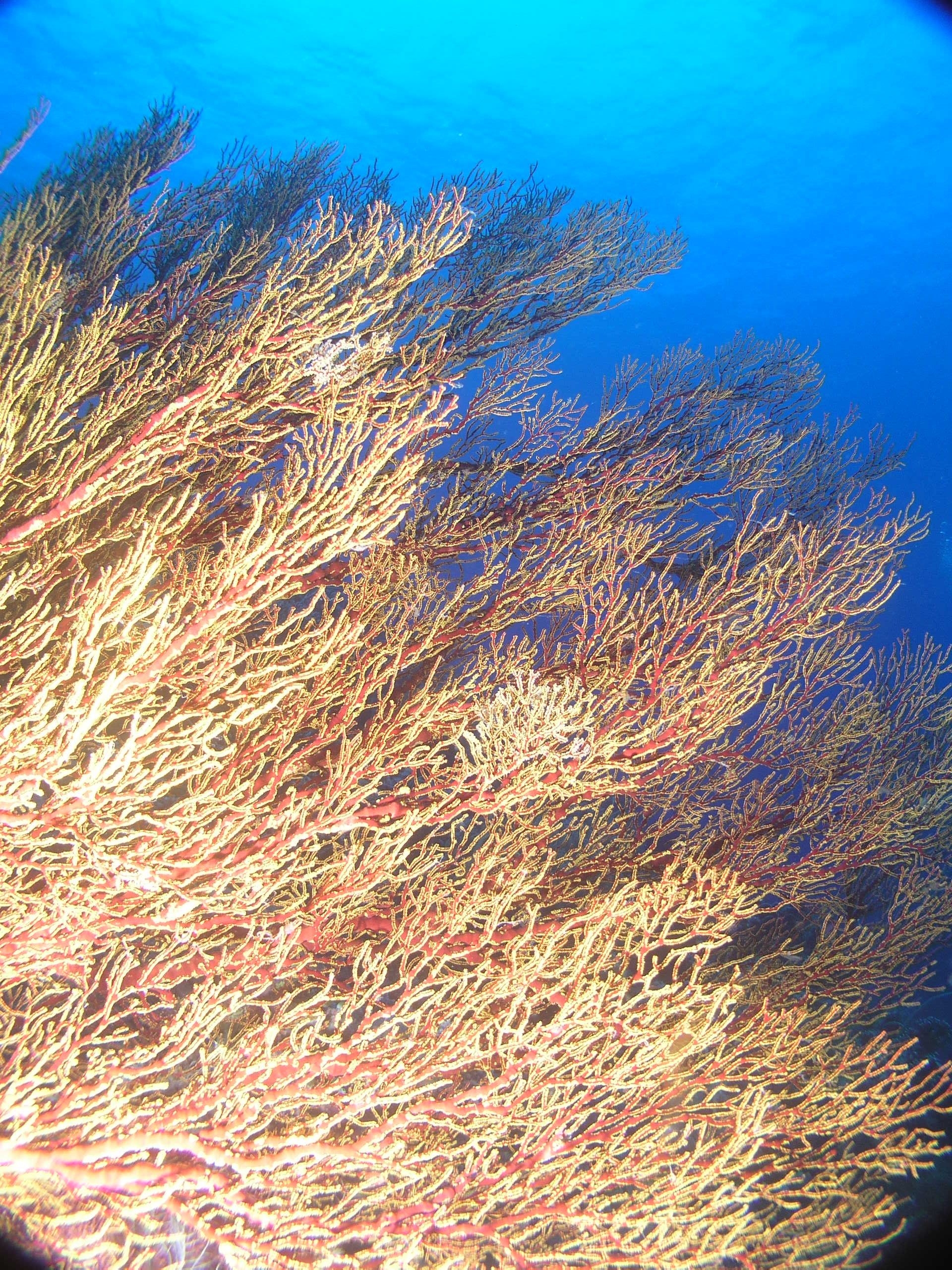 TUBBATAHA REEF