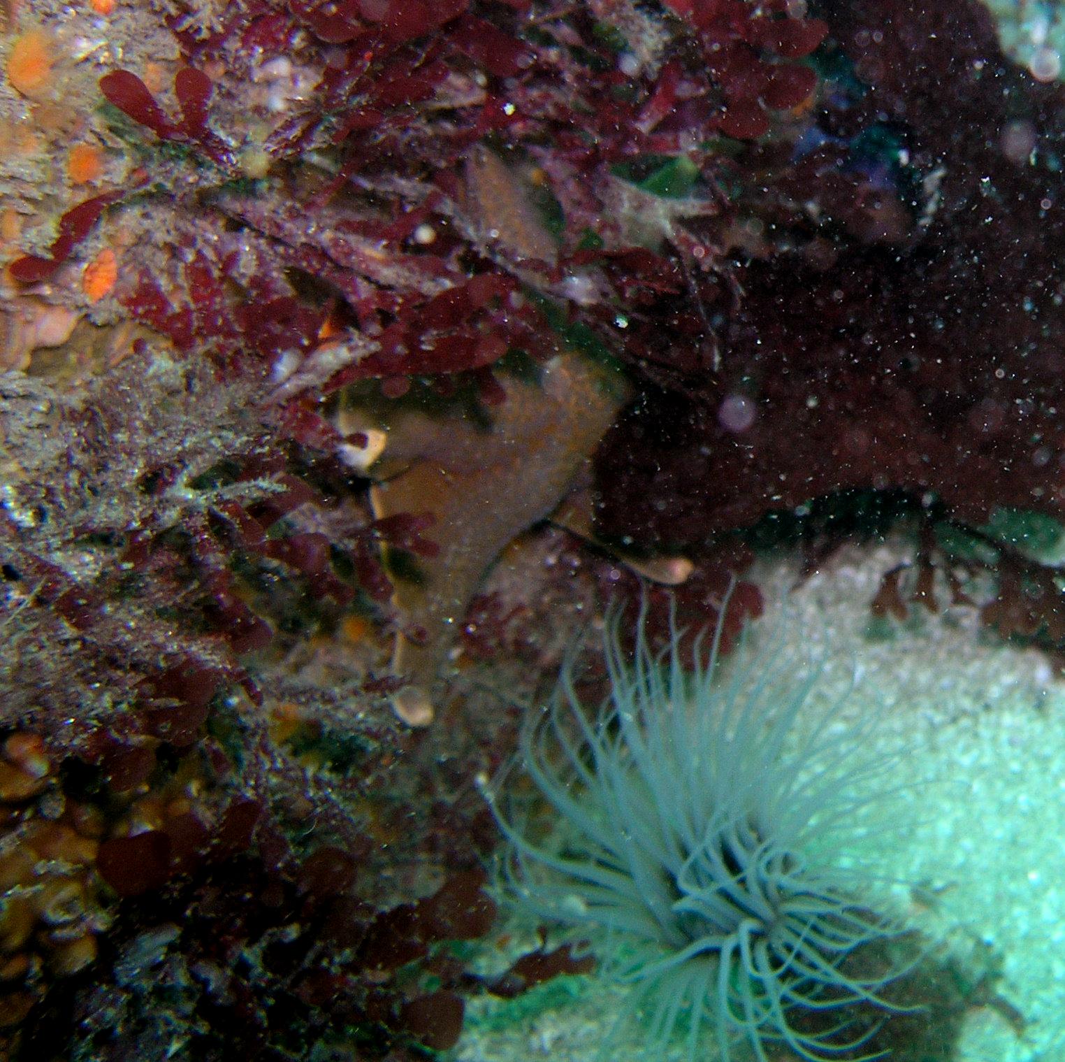 Tube anemone and star fish