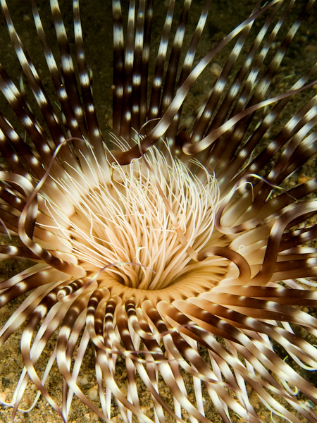 Tube anemone at night