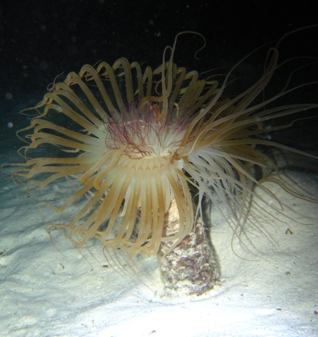 tube anemone