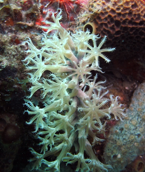 Tube Anemone