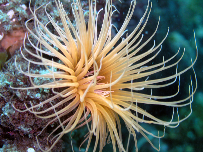 Tube Anemone