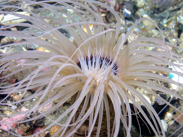 Tube Anemone