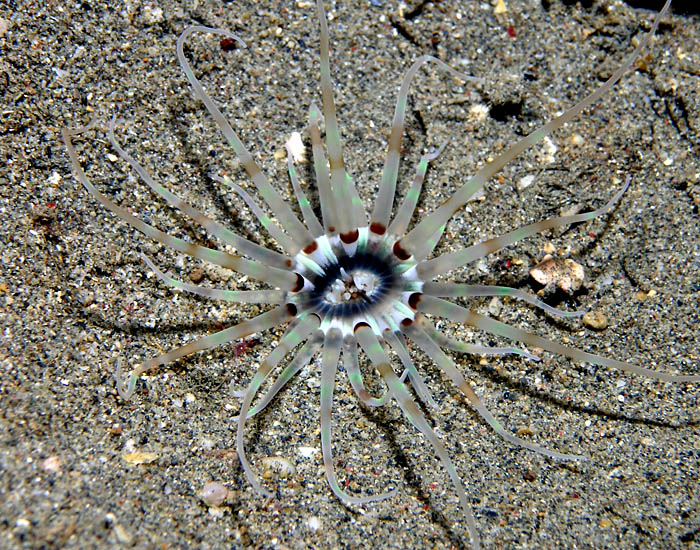 Tube Anemone