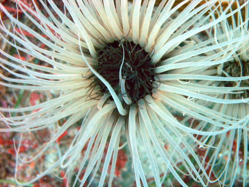 Tube Anenome