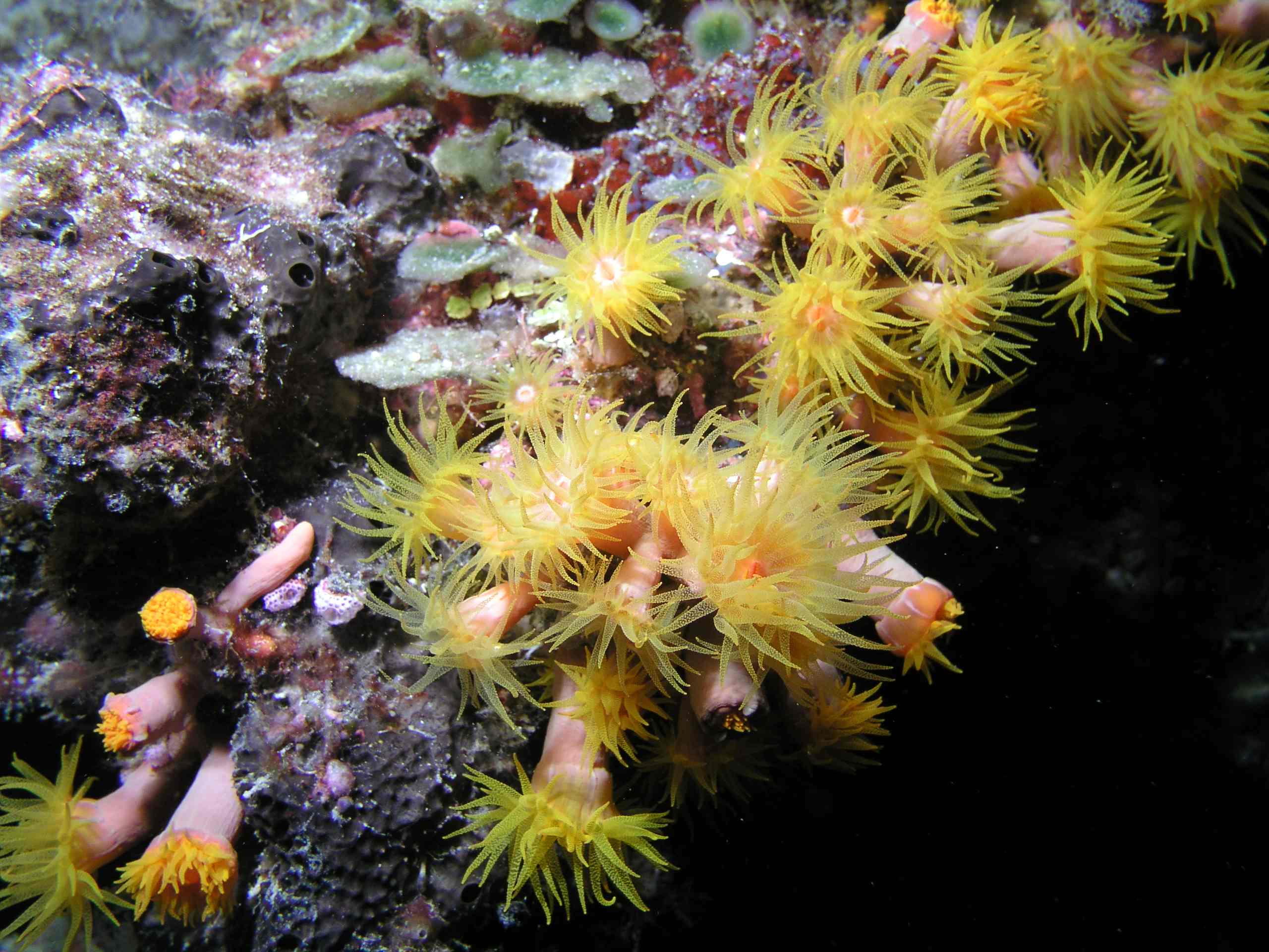 Tube Coral