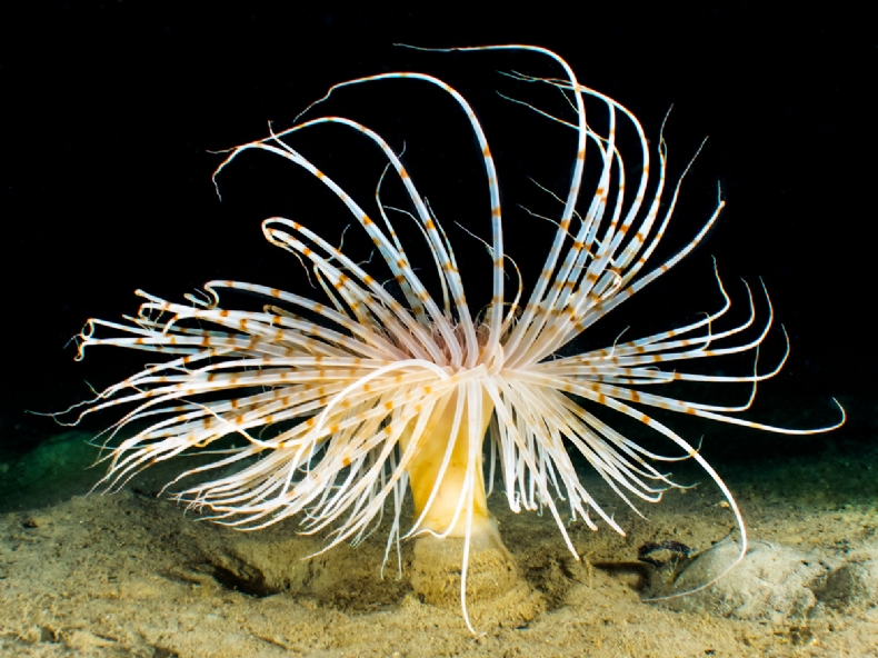 Tube-dwelling anemone