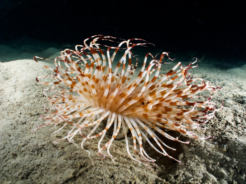 Tube-dwelling anemone