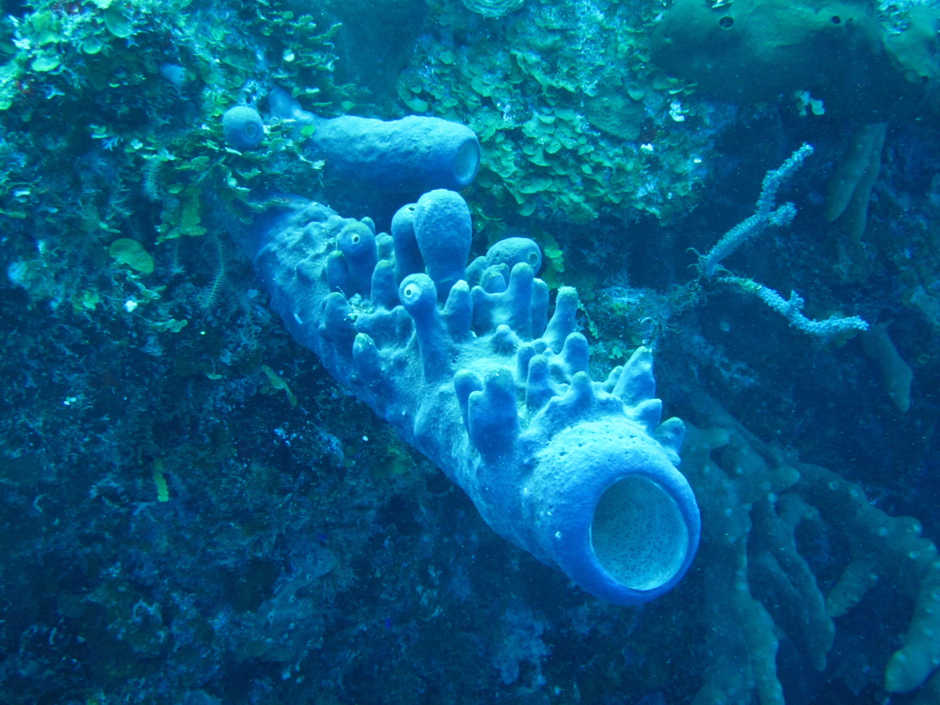 Tube Sponge With Eyes