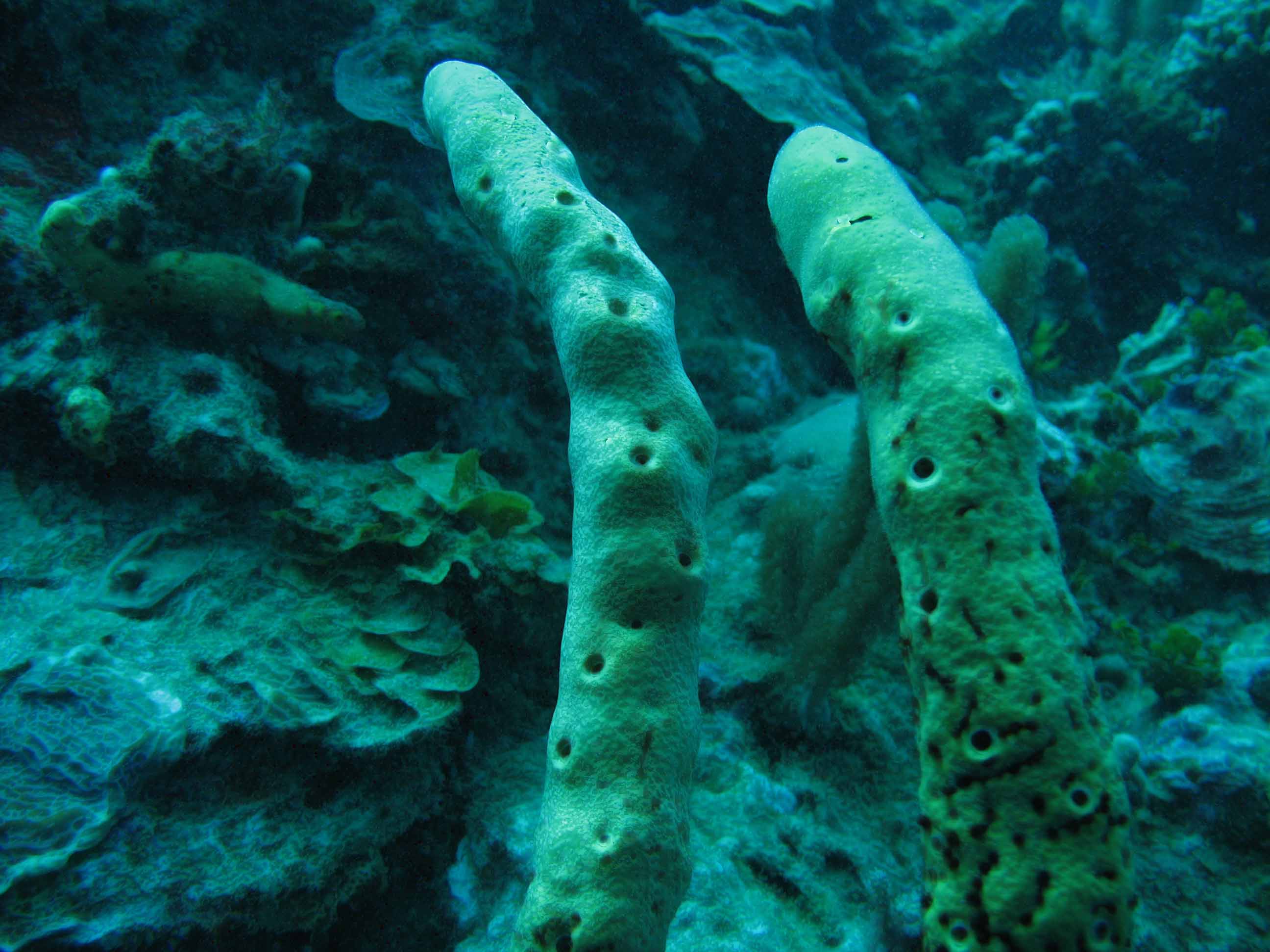 Tube Sponge