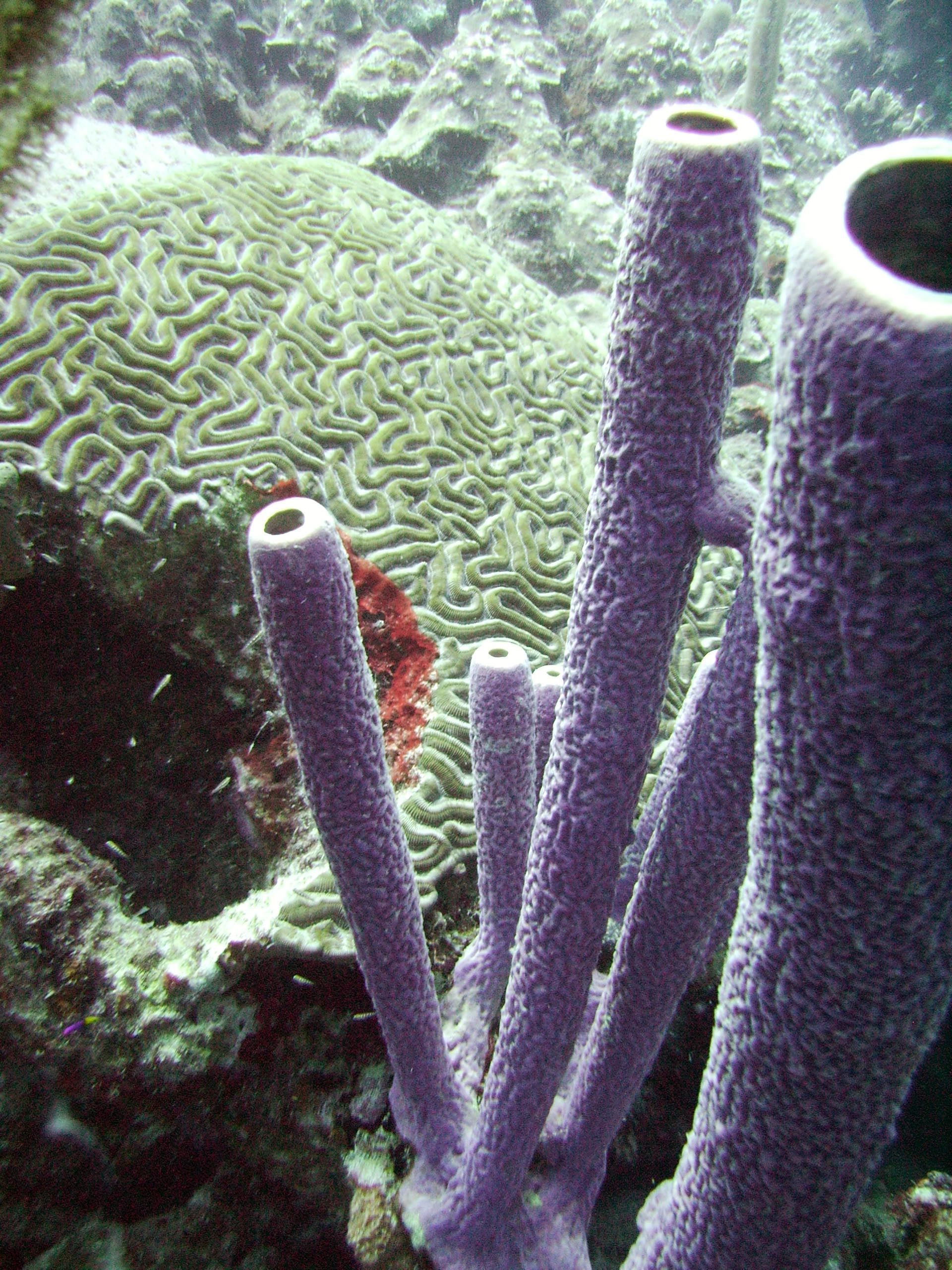 tube sponges and brain coral