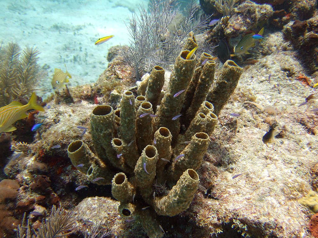 Tube Sponges