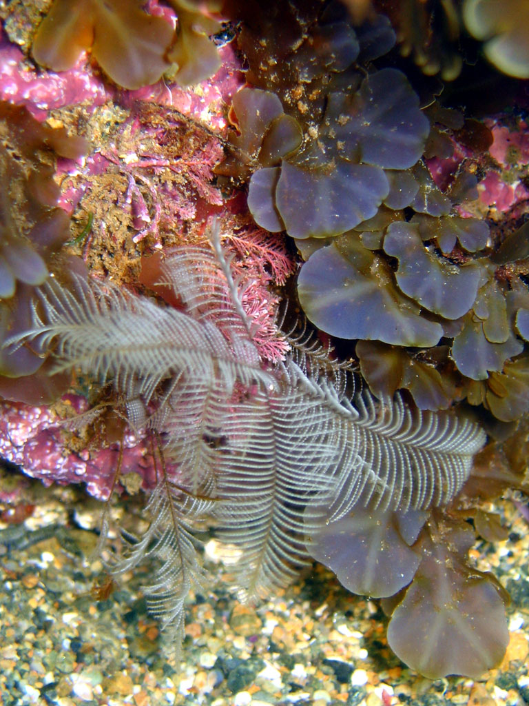 Tube Worm