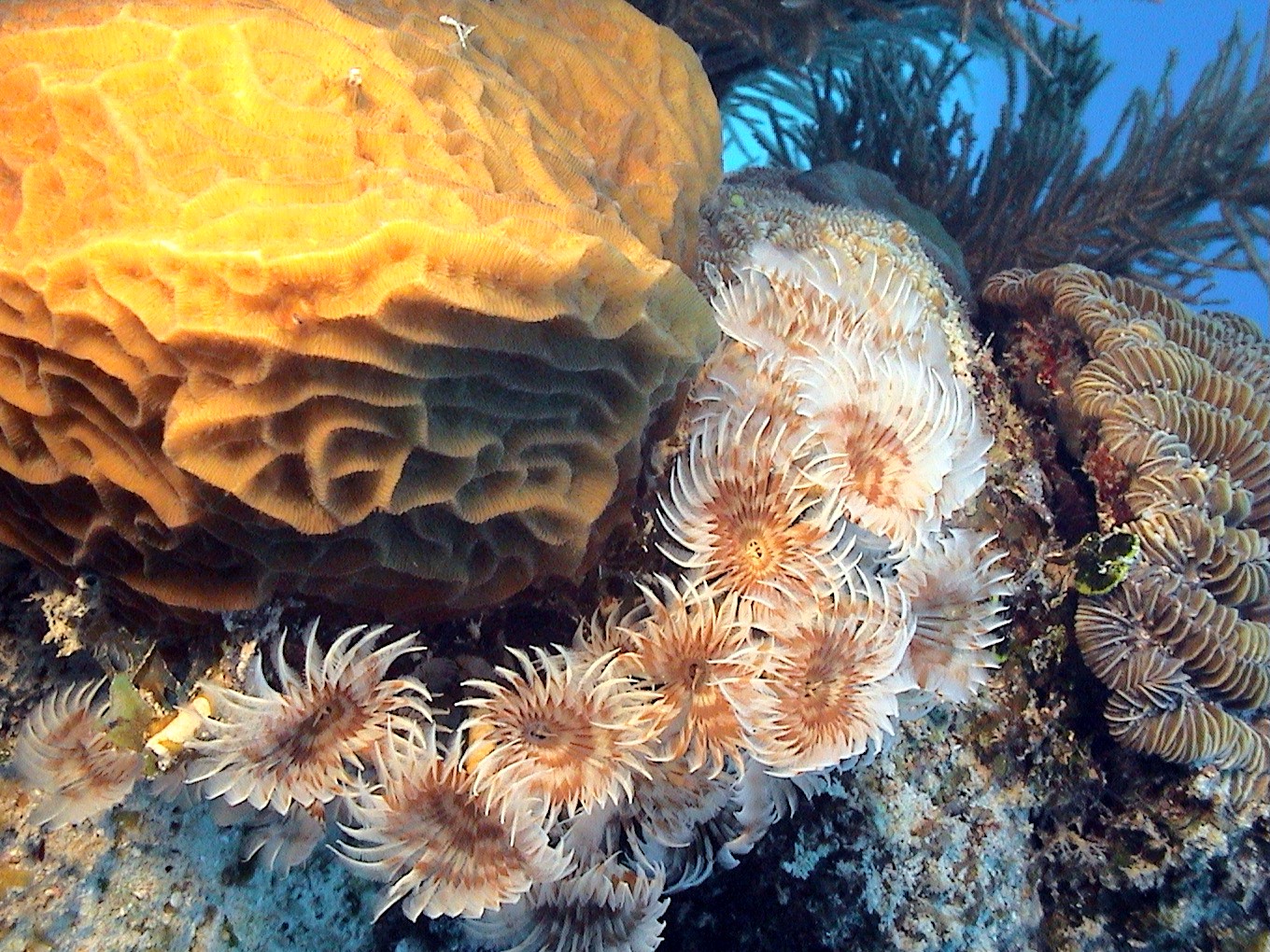 Tube Worms in Belize