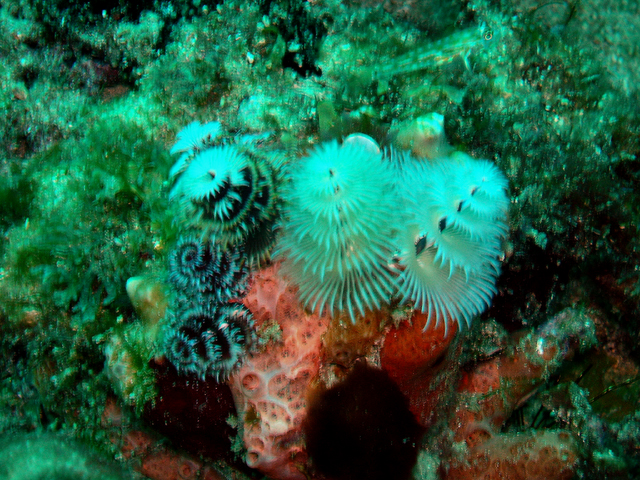 Tube worms