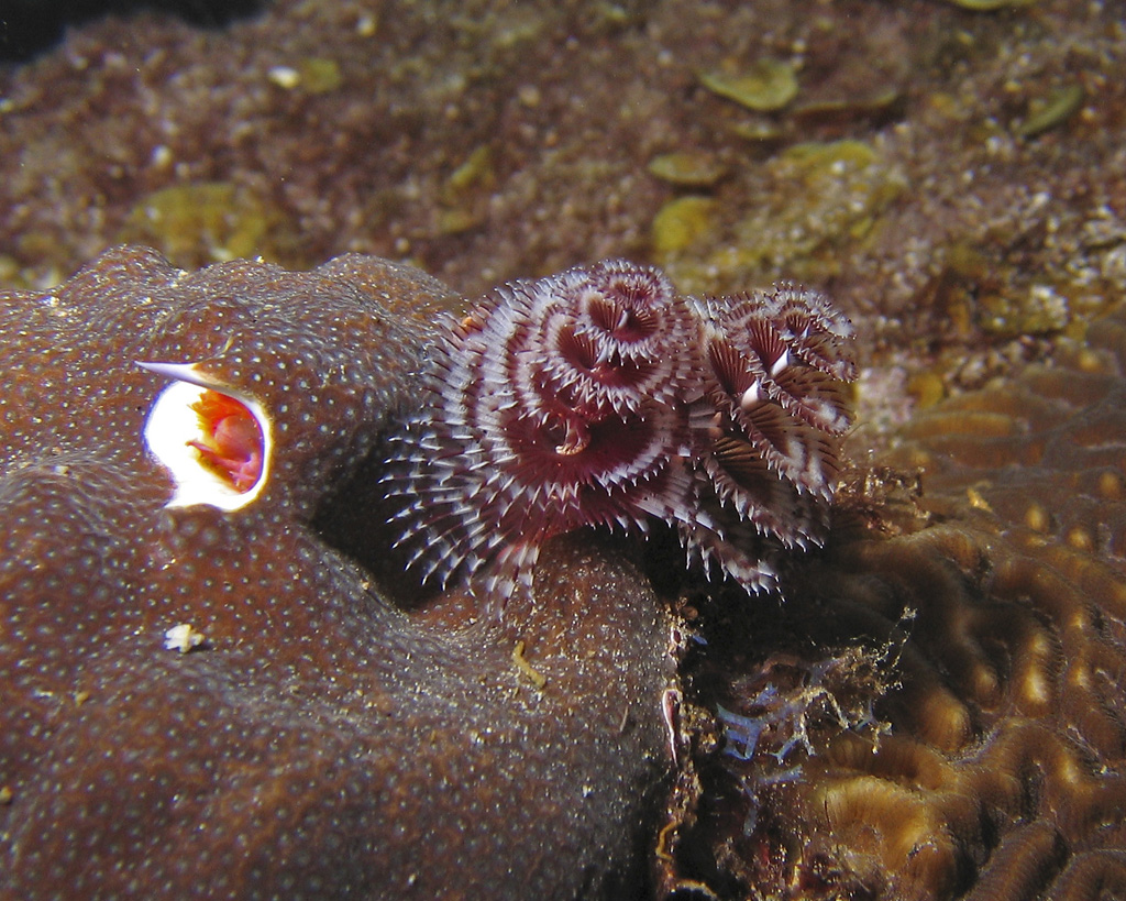 Tube Worms