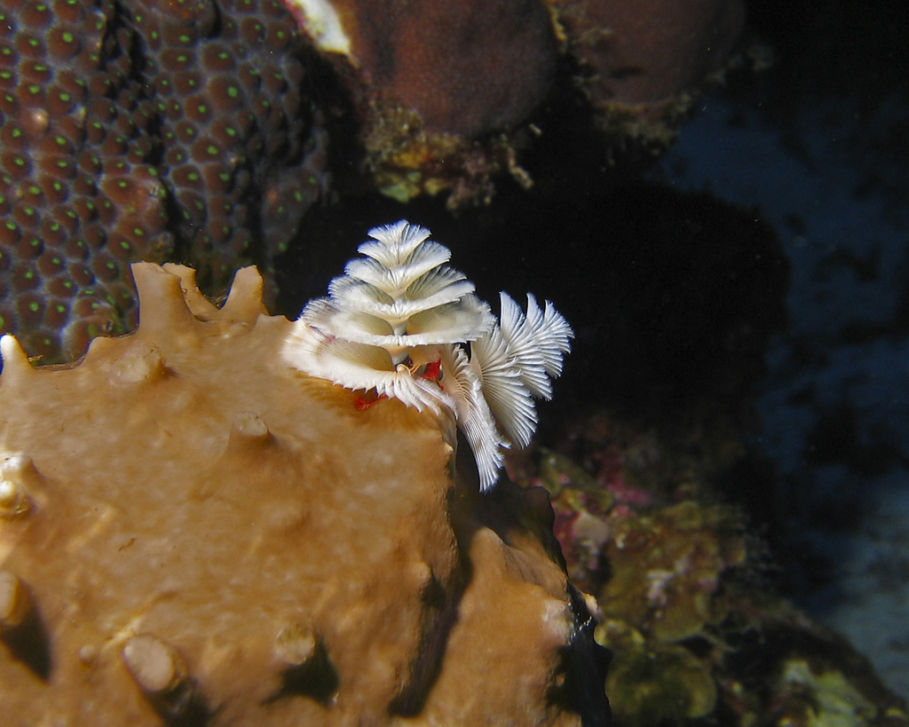 Tube Worms