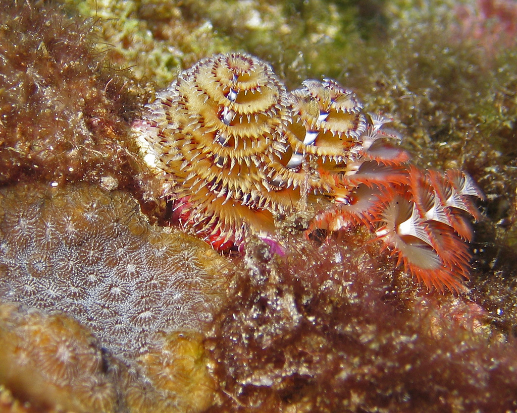 Tube Worms