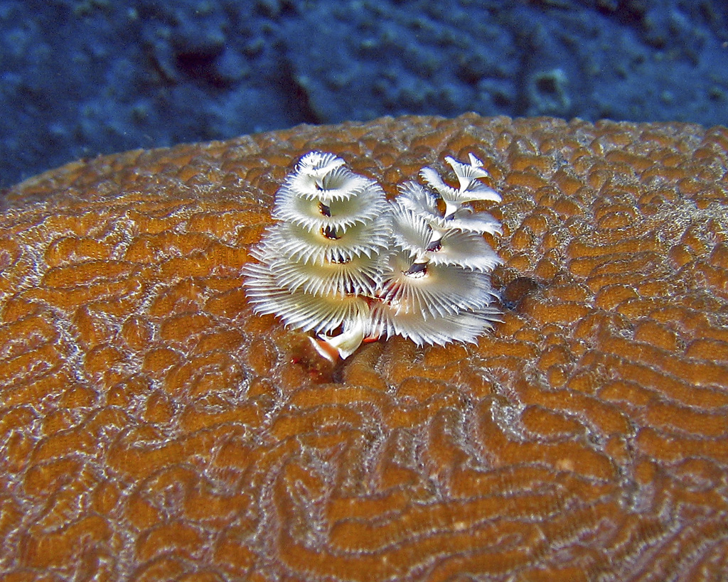 Tube Worms