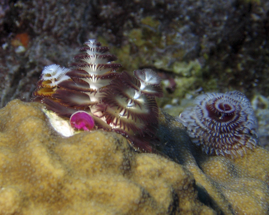 Tube Worms